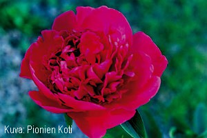 Paeonia lactiflora 'Felix Crousse'